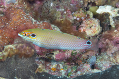 Halichoeres melasmapomus