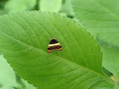 Choreutis xanthogramma