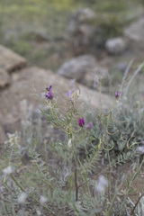 Birdfoot Milkvetch (Astragalus ornithopodioides)