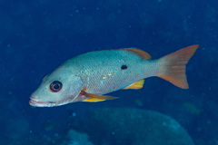 Lutjanus monostigma