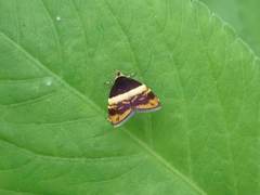 Choreutis xanthogramma