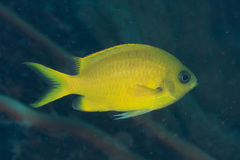Chromis analis