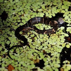 Nerodia fasciata confluens