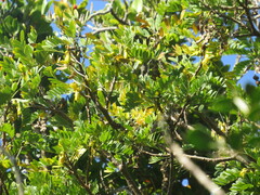 Sophora howinsula