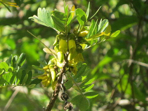 Sophora howinsula, photograph 1