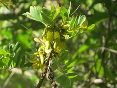 Sophora howinsula, photograph (c) ian_mcallan, some rights reserved (CC BY)