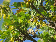 Sophora howinsula, photograph (c) ian_mcallan, some rights reserved (CC BY)