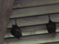 Hipposideros armiger terasensis