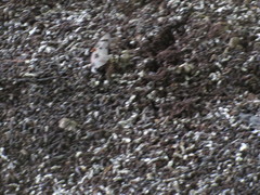 Hipposideros armiger terasensis