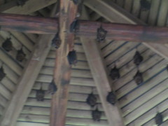 Hipposideros armiger terasensis