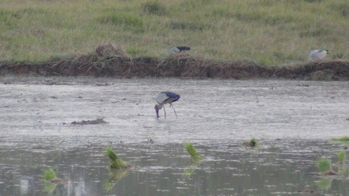 Asian Openbill