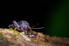 Hyperyboella orphania