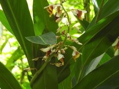 Alpinia nutans