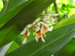 Alpinia nutans