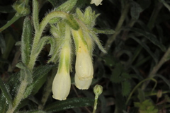 Onosma