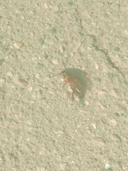 Coleoptera