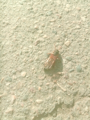 Coleoptera