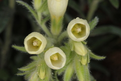 Onosma