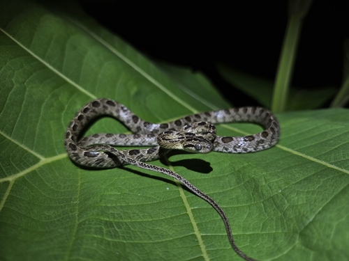Many-spotted Cat Snake