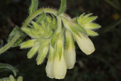 Onosma