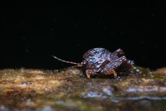 Hyperyboella orphania