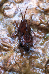 Hyperyboella orphania