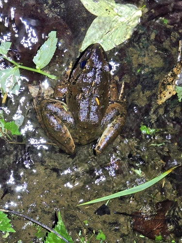 Javan Giant Frog, Limnonectes macrodon