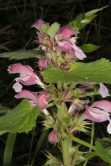 Lamium orvala