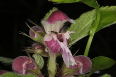 Lamium orvala