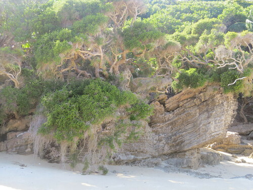 Lord Howe Island Tea Tree (Melaleuca howeana)