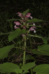 Lamium orvala
