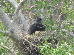 Buteogallus