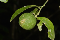 Citrus × taitensis