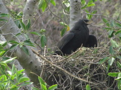 Buteogallus