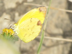 Pyrisitia dina westwoodi