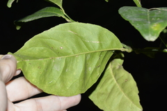 Citrus × taitensis