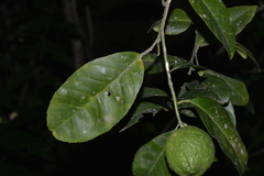 Citrus × taitensis