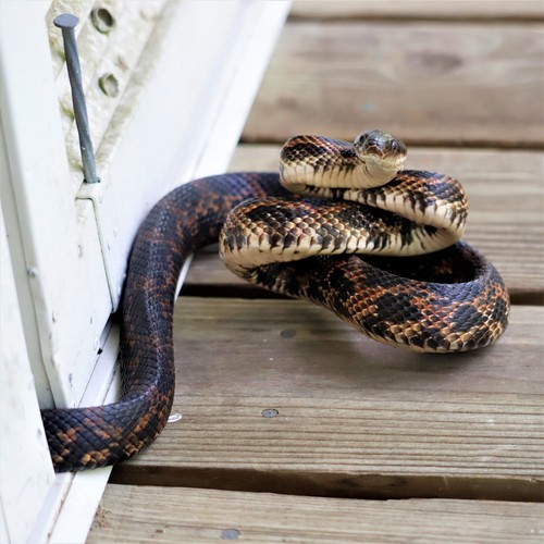Western Ratsnake, Jefferson Parish, LA, USA, photo 10 of 10