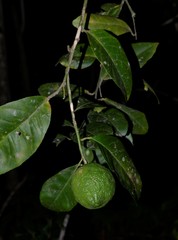 Citrus × taitensis