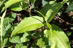 Koenigia polystachya