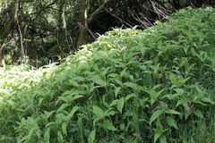 Koenigia polystachya