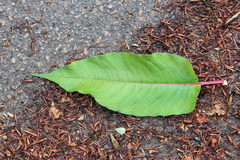 Koenigia polystachya