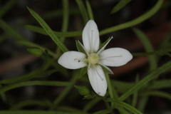 Moehringia muscosa