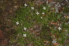 Moehringia muscosa