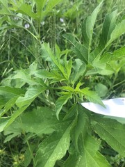 Ophraella communa