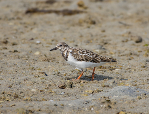 Ruddy Turnstone