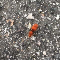 Sphaeropthalma unicolor