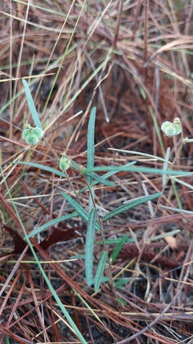 Image of Tragia urens by (c) Athena Philips, some rights reserved (CC BY)