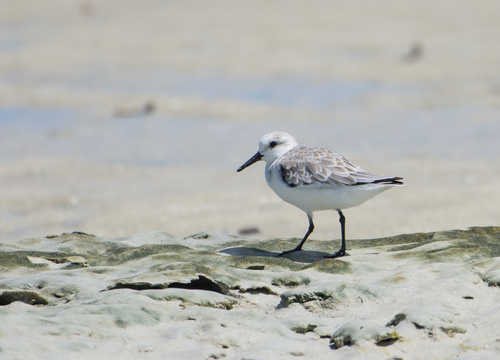 Sanderling