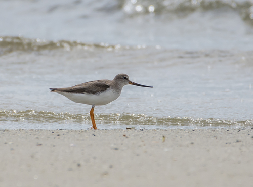 Terek Sandpiper